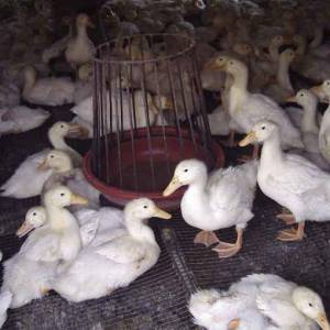 劳动人民的智慧——鸭场特制水槽实拍