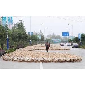 江西革命老区农民走上千里放鸭路(组图)