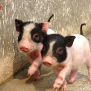 越小越赚钱 女强人赵荣和她的巴马香猪