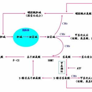 说说您在使用甜菜碱过程中遇到的问题