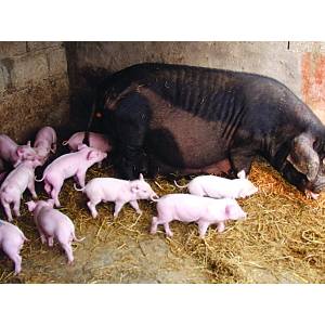 稀奇！猪妈妈一窝产20崽