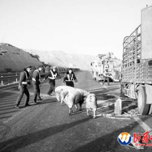 高速拉猪车车头着火 群猪受惊警民圈堵(图)