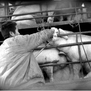 暗访发现注水猪进北京正规肉食公司