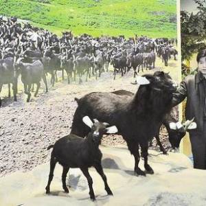 “黑山羊”“安家”文化展示馆
