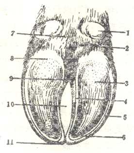 1.副蹄 2.蹄球 3.蹄底 4.轴侧壁负面 5.远轴侧壁负面 6.白线 7.系部 8.蹄踵 9.间隙后端 10.趾间隙 11.蹄尖