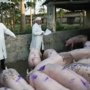 湛江供港澳活猪38780头 创近三年历史新高