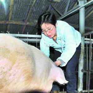 女硕士辞职回乡当“猪倌” 带乡邻走上致富路