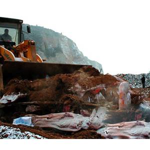 铜川市17日销毁4吨问题猪肉 多为注水猪肉