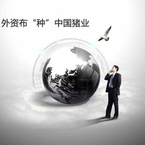 外资布“种”中国猪业