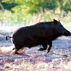 野山猪重归粤东山林 祸害人间？