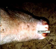鼻拱、鼻镜处得水泡溃疡和结痂
