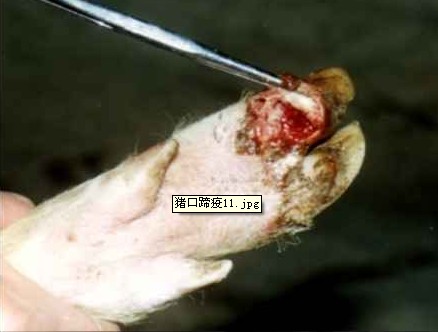 蹄叉蹄踵部溃疡，蹄壳开始脱落