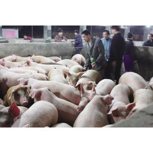 生猪进市场要闯多少关？（组图）