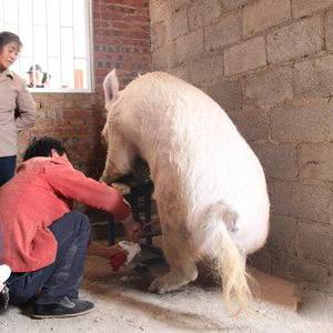 养猪细节决定人工授精成败