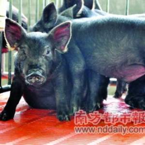 多元资本入驻 有望平抑猪价波动