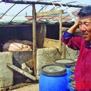 猪价连跌23周　湖南养猪户现已普遍亏损