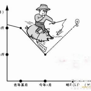 生猪价格跌近临界　猪农淡定应对