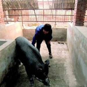 新晋商创业故事：从“养猪大嫂”到合作社领导
