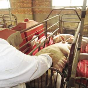 猪肉价格链条分析 养一头净赔50元