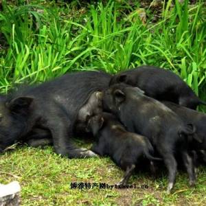 不吃饲料专吃草 西藏“人参猪”远嫁仙居山村