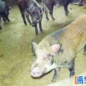德江农户买不起饲料 饿晕三百野猪
