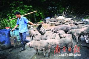 养猪户的离歌：开荒者与驱逐者的斗争