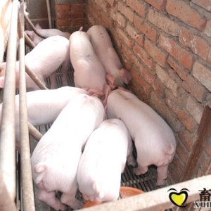 【系列四】乳猪料/教槽料的二十个作用