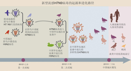 中科院公布H7N9起源及进化路径