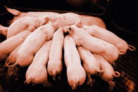 如何提高乳猪教槽料的适口性