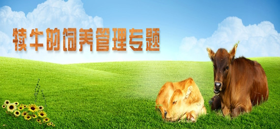 犊牛的饲养管理专题