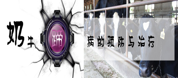奶牛蹄病的预防与治疗