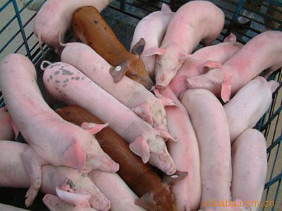 乳猪教槽料颗粒粉料优缺点对照
