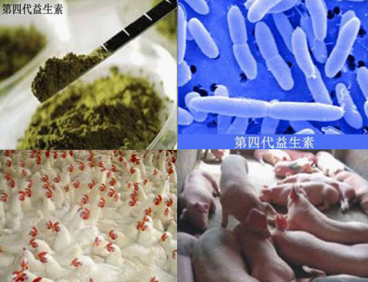 益生素 酶制剂在饲料添加剂中的作用介绍