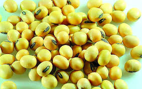 西方科学研究表明转基因饲料影响猪健康