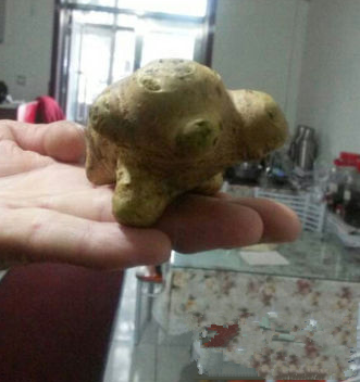 冰城种出了个小猪型土豆