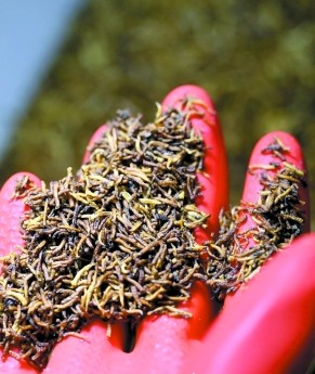 苍蝇及黑水虻成动物饲料“新宠”