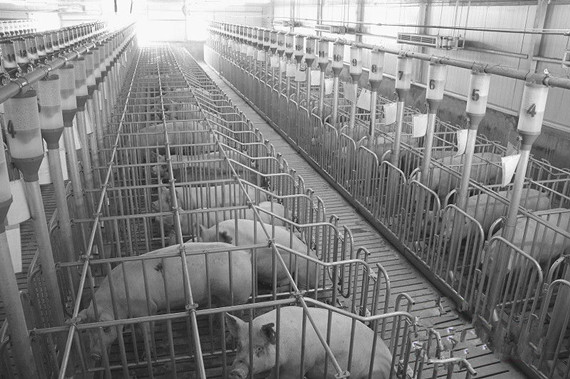 全国最大生猪养殖基地总投资39亿