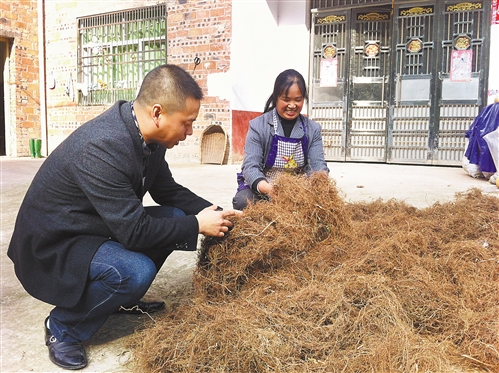 金荞麦变成宝 荞麦猪饲料已经投入生产