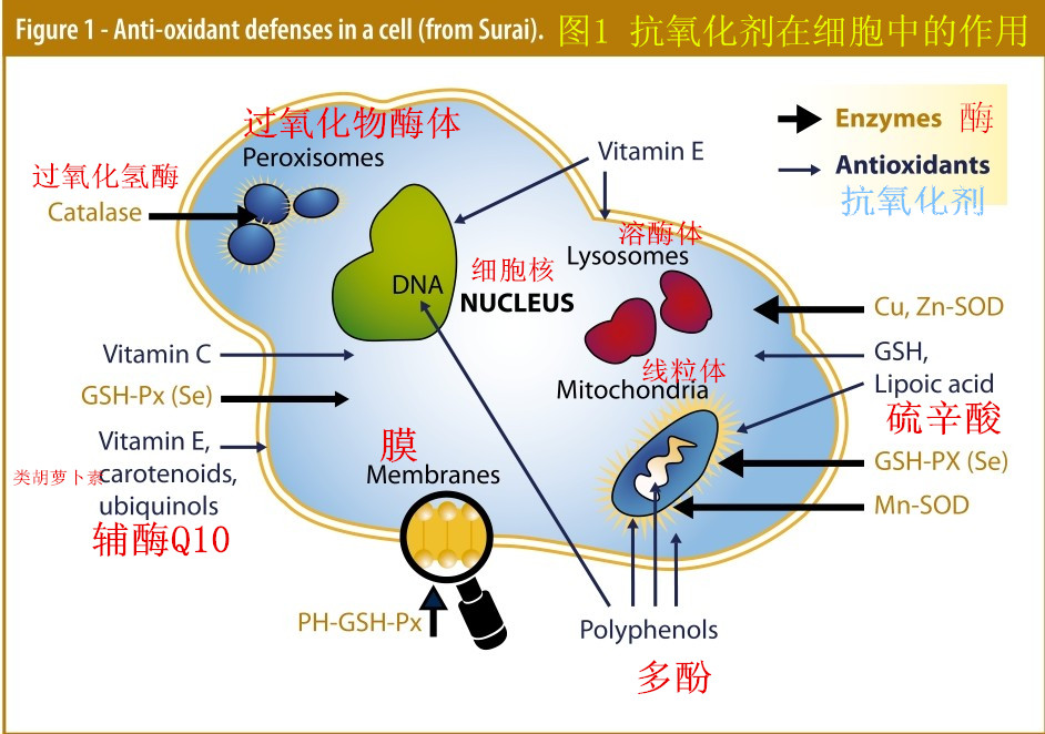 多酚：维生素E抗氧化剂的替代物