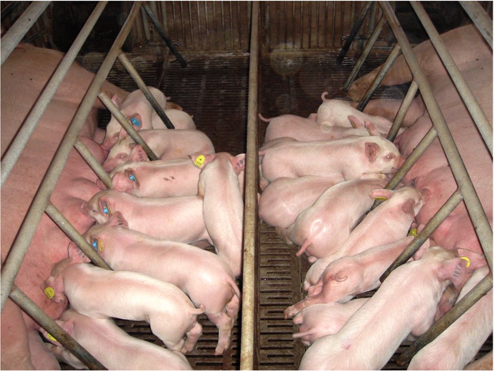妊娠期日粮不足，随后过度补充对乳腺发育和泌乳性能的影响