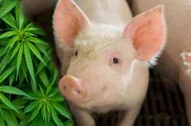 大麻可降低仔猪死亡率和腹泻