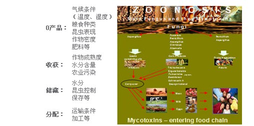 解决霉菌毒素吸附的可行方法