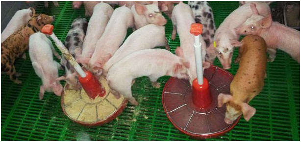 通过水刺激保育猪的饲料采食量
