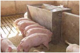建明工业：脂类方案可以改善生猪生产