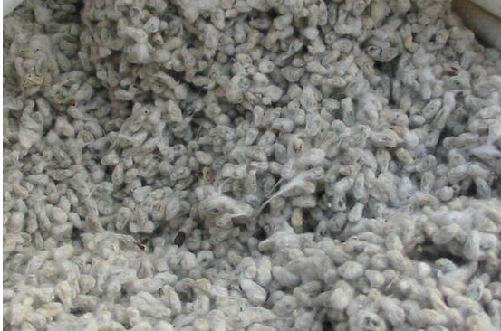 【全棉籽简介】—加工流程和影响棉粕质量的因素