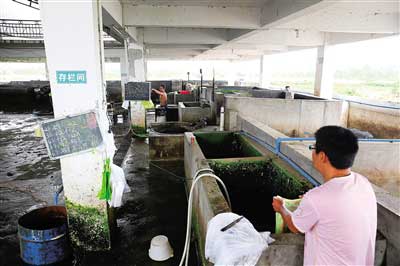 解密：生猪定点屠宰为何干不过生猪私宰