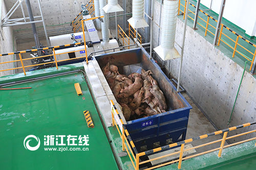 为防黄浦江死猪重演 嘉兴存栏量被砍一半多