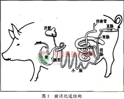 王继华教授：日粮纤维对猪消化道功能的影响