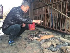 猪场大火烧死70头猪  疑场外果园烧荒所致