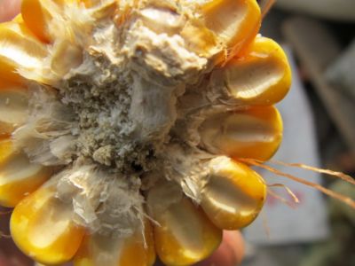 国内外霉菌毒素限量标准的研究近况